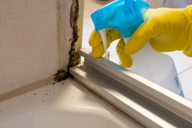 Best DIY Mold Remediation Support Services in Hawley, PA