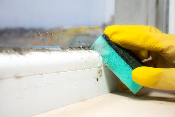 Best Black Mold Remediation in Hawley, PA