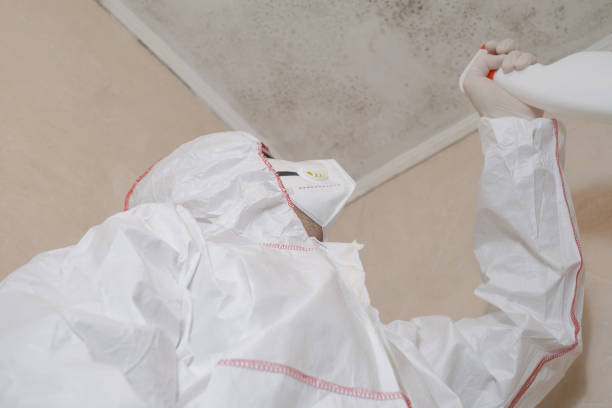 Best Health and Safety Mold Remediation in Hawley, PA